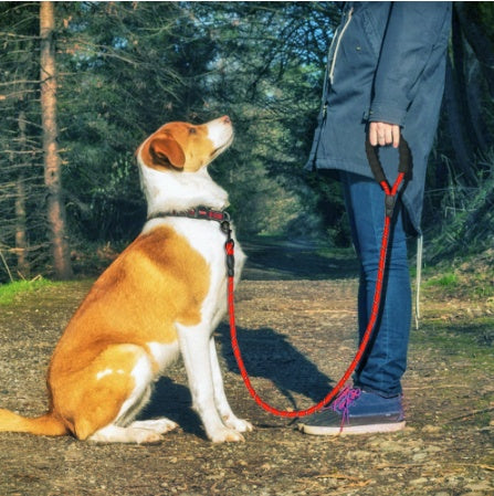 Reflective Nylon Dog Leash with Foam Handle for Walking Training